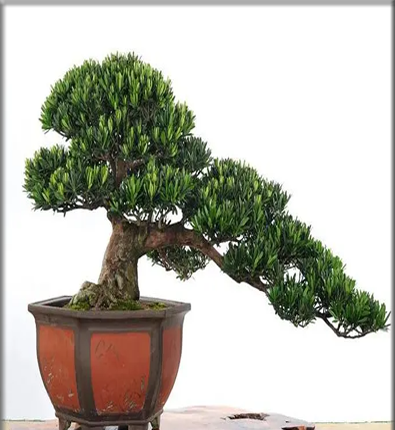 ��ľ���ڱ��ز���ָ��